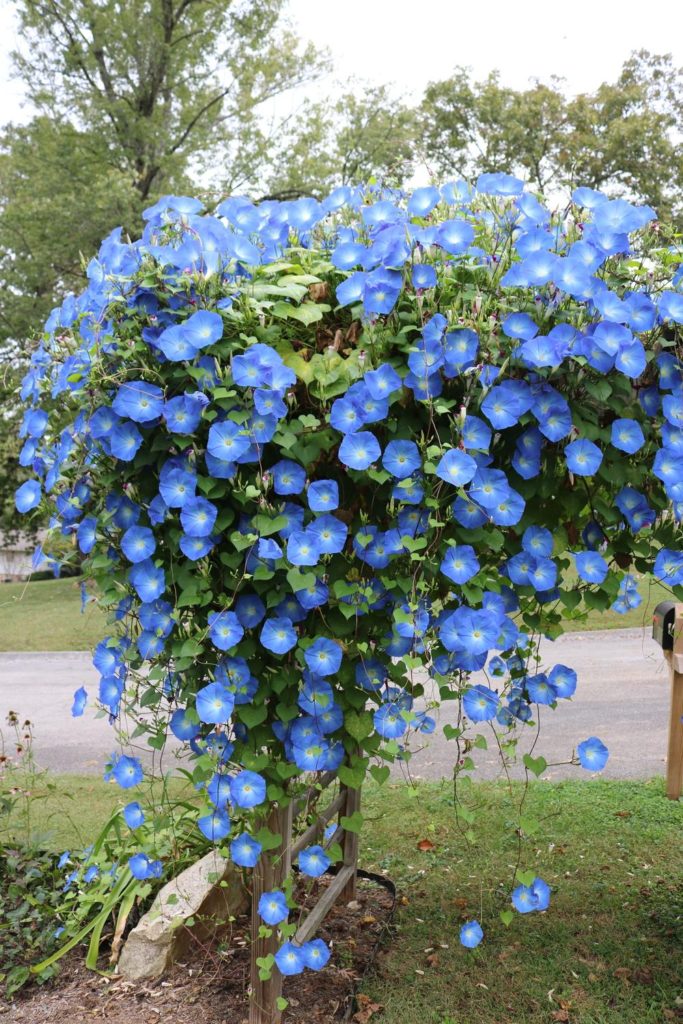 A wooden trellis in a front yard, covered in dozens of blue and white morning glories. Morning glories have been known to symbolize unrequited love, the mortality of man, and the deep emotions we felt during our struggles with infertility. We felt it was a beautiful tribute to our lost children. 